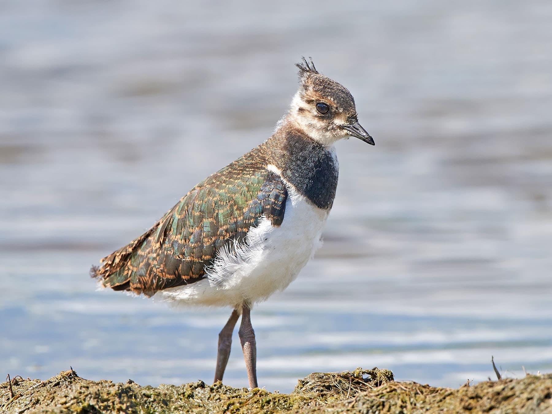 Juvenile Northern Lapwing