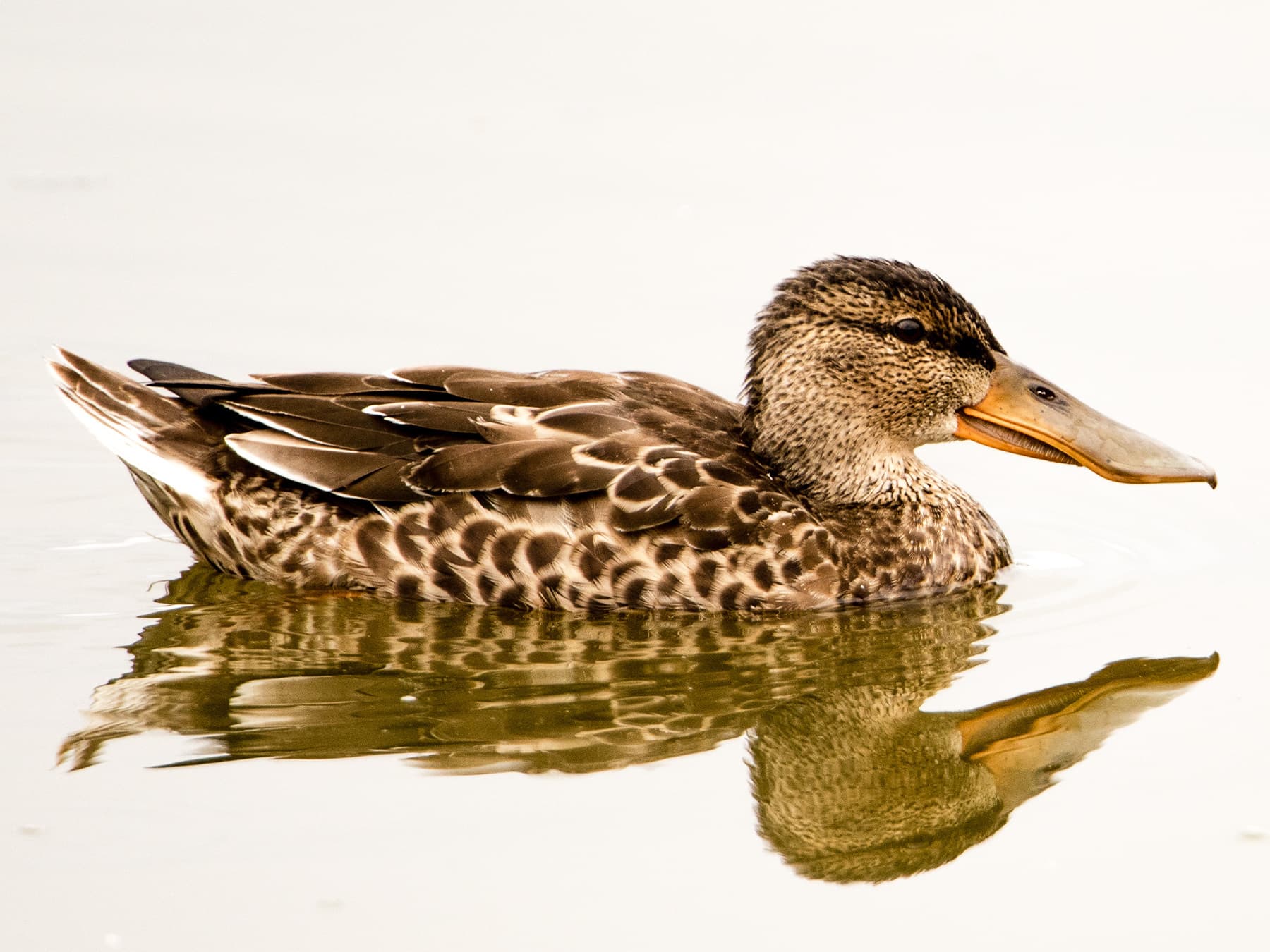Juvenile Northern Shoveler