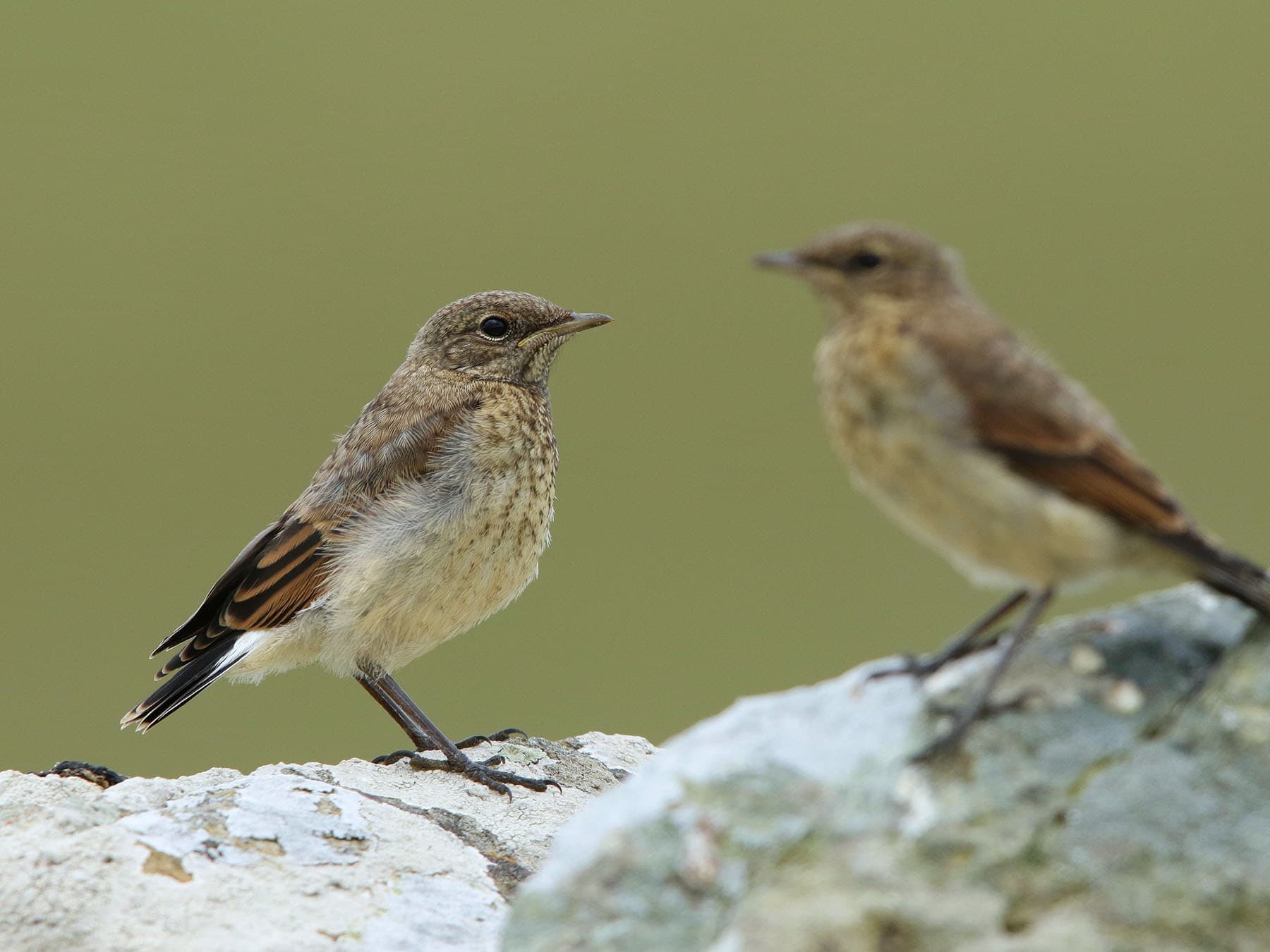 A pair of juvenile Northern Wheatears