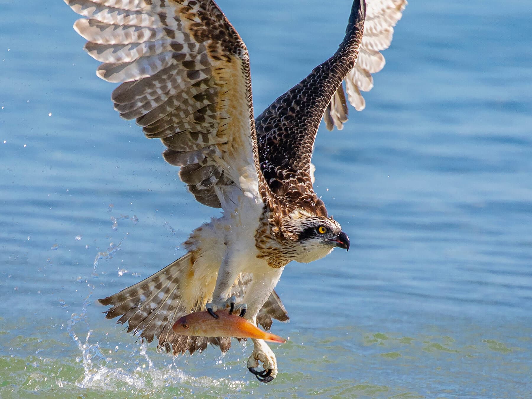 Juvenile osprey fishing
