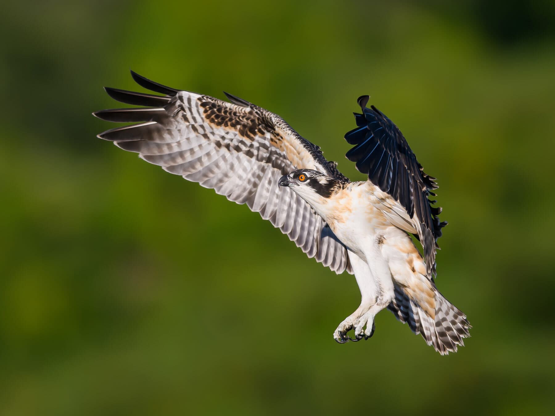 Juvenile osprey flight