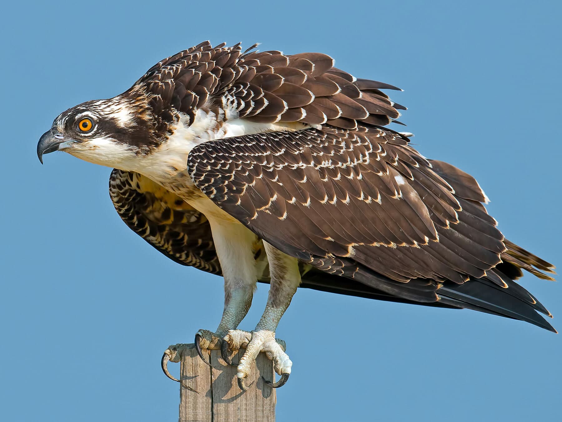 Juvenile Osprey