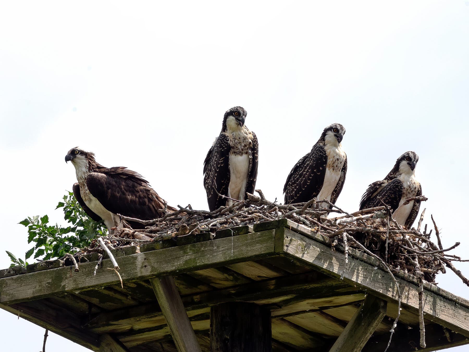 Juvenile ospreys in nest