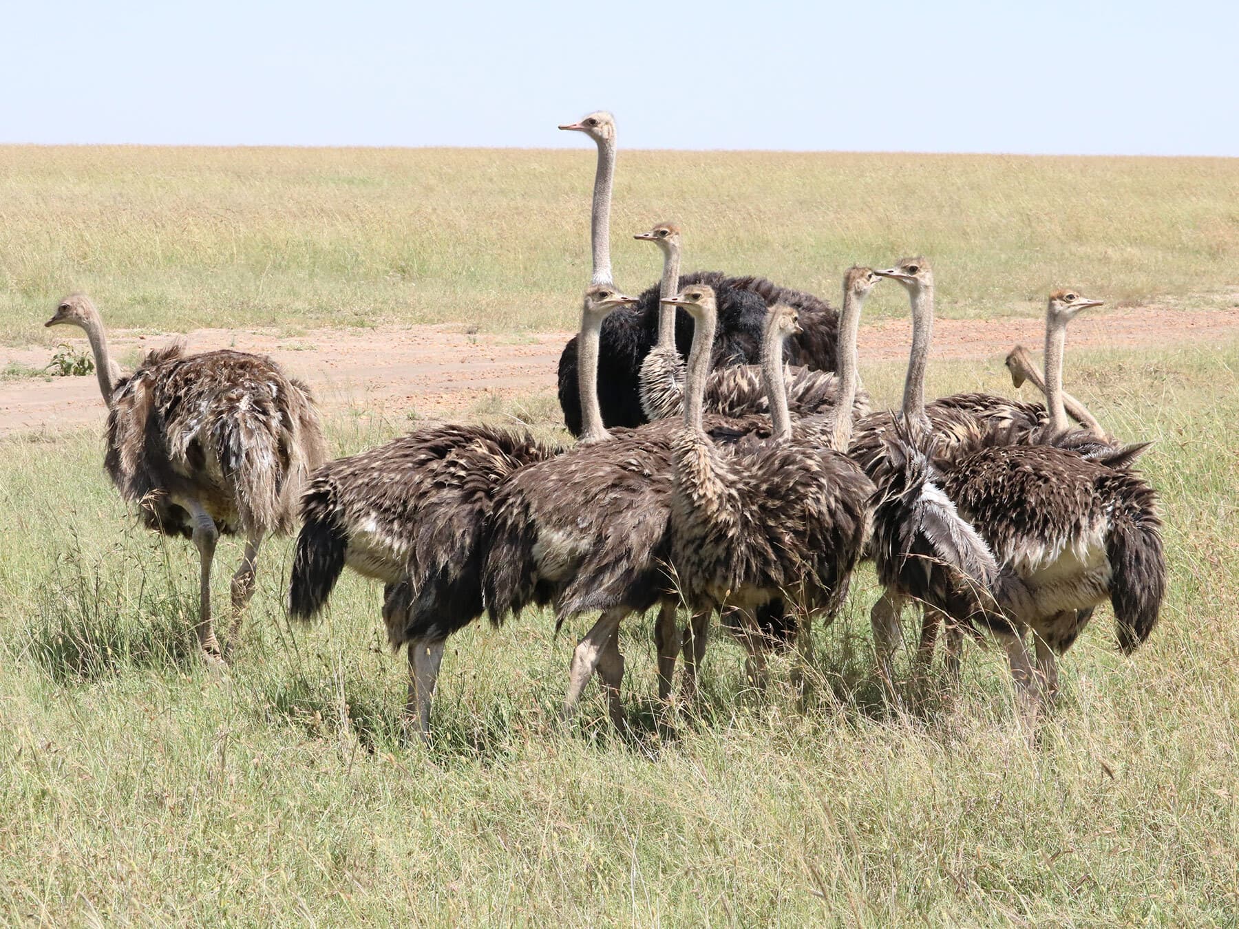 Juvenile ostriches