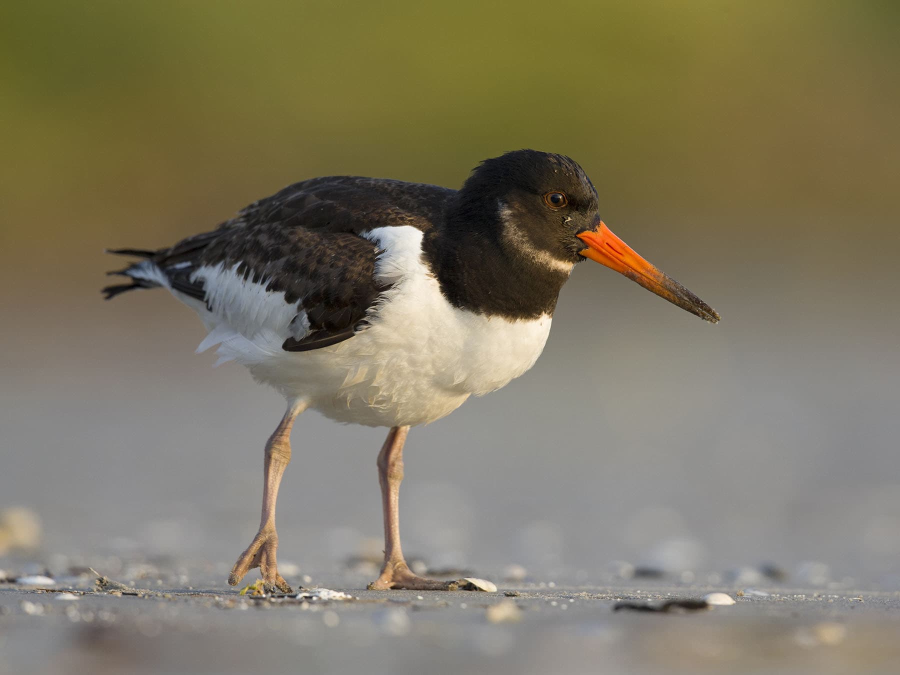 Juvenile Oystercatcher