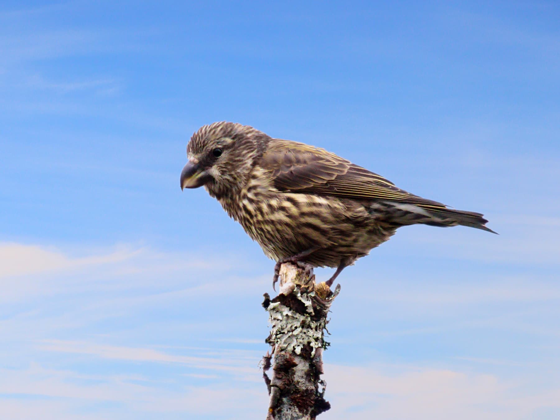 Juvenile Parrot Crossbill