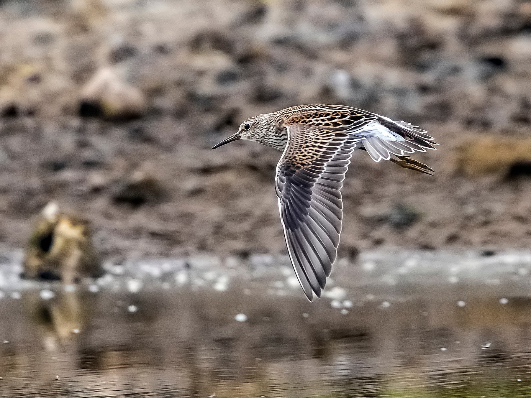 Juvenile Pectoral Sandpiper in-flight