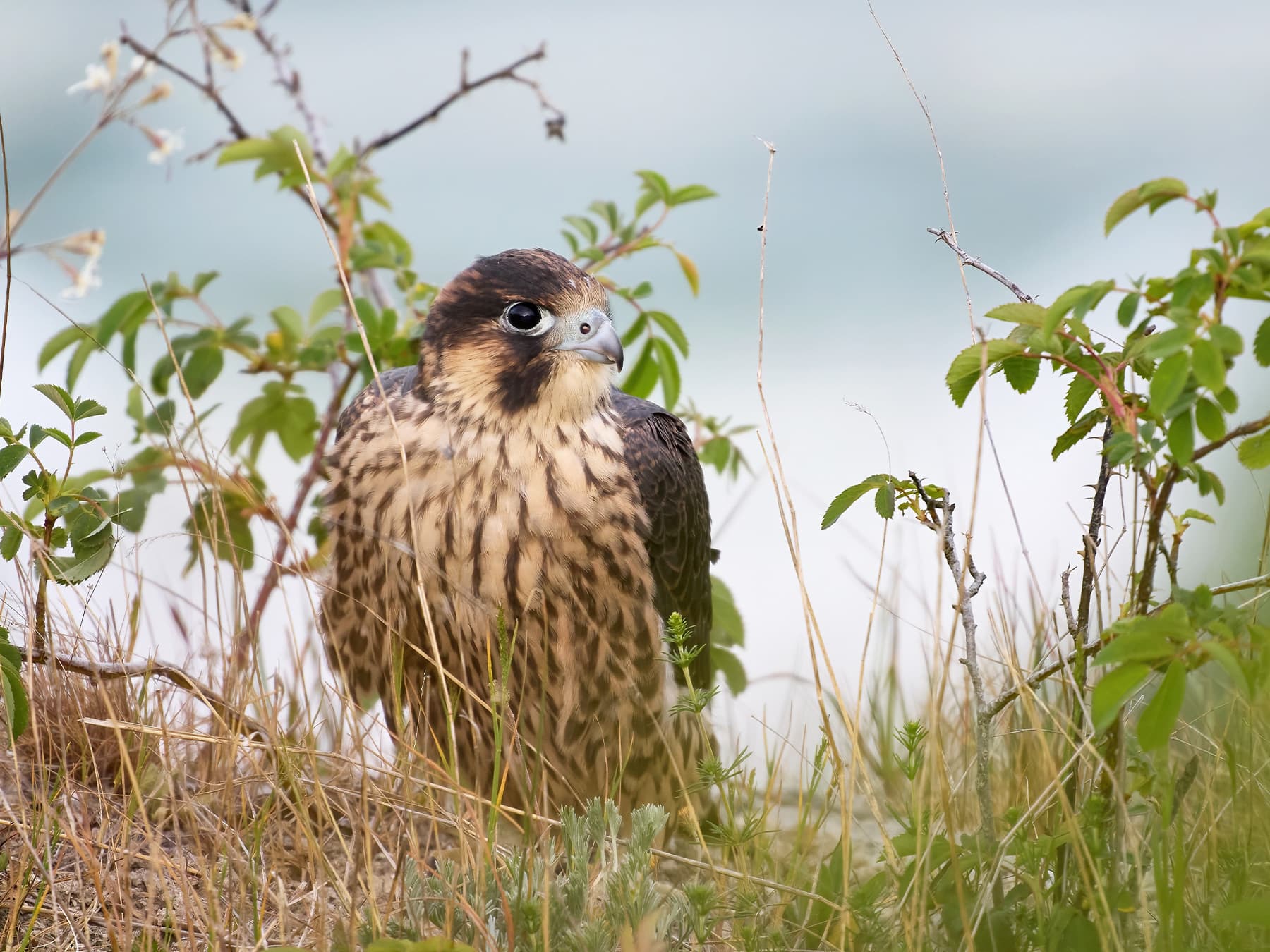 Juvenile Peregrine Falcon