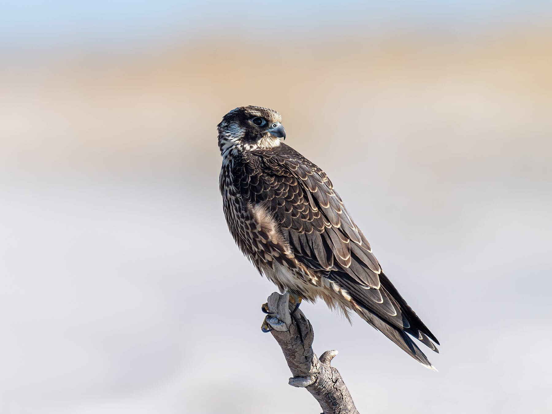 Juvenile peregrine falcon