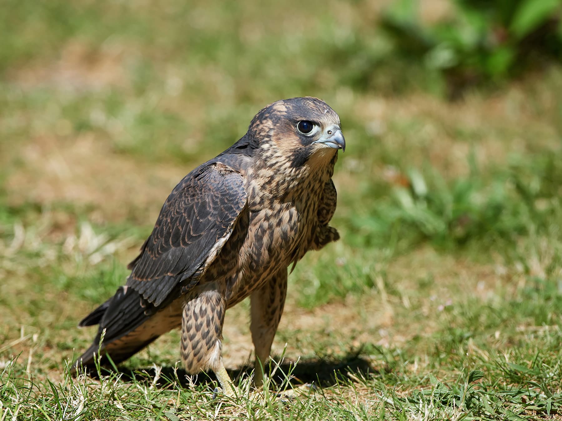 Juvenile Peregrine Falcon