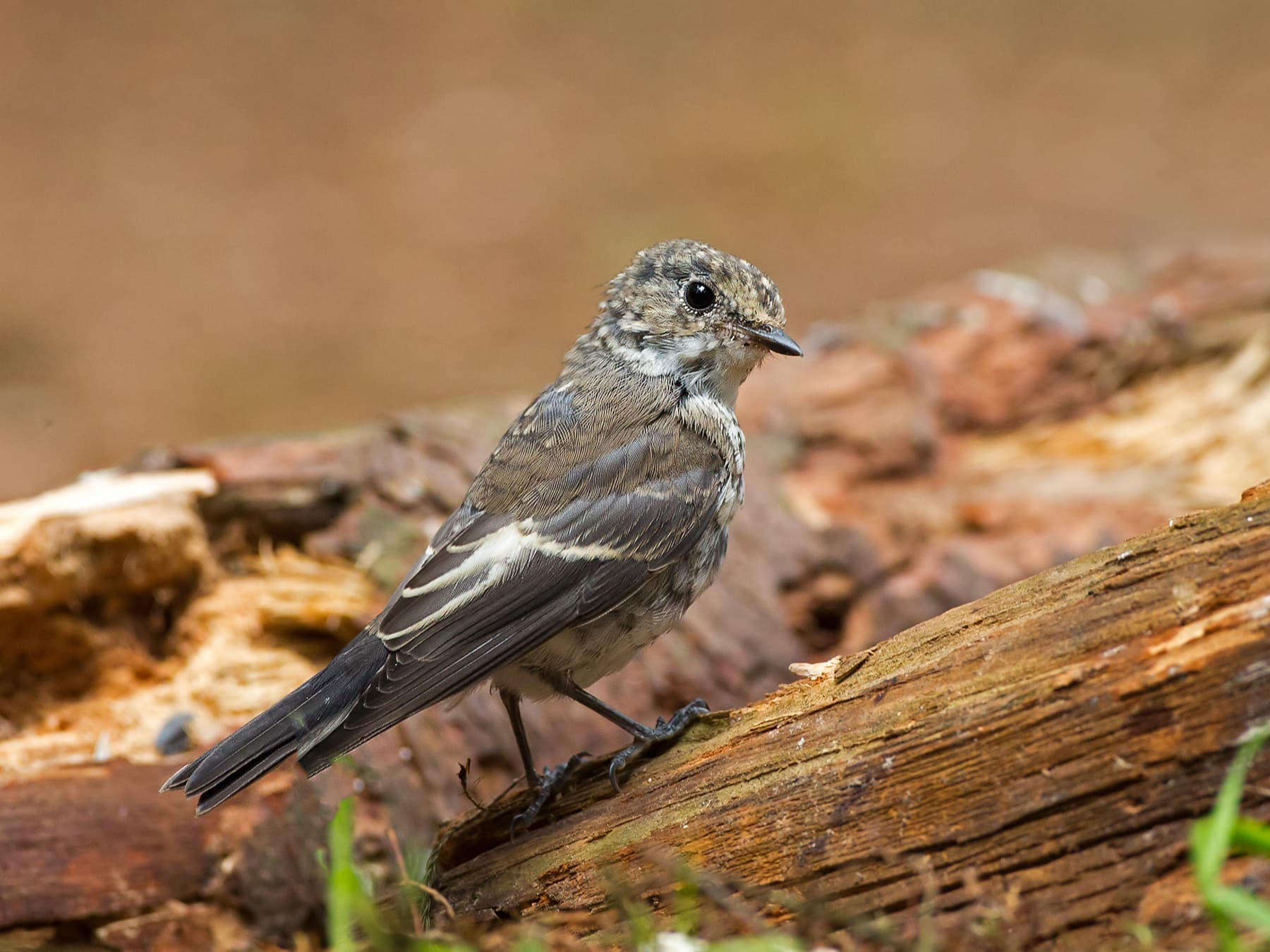 Juvenile Pied Flycatcher