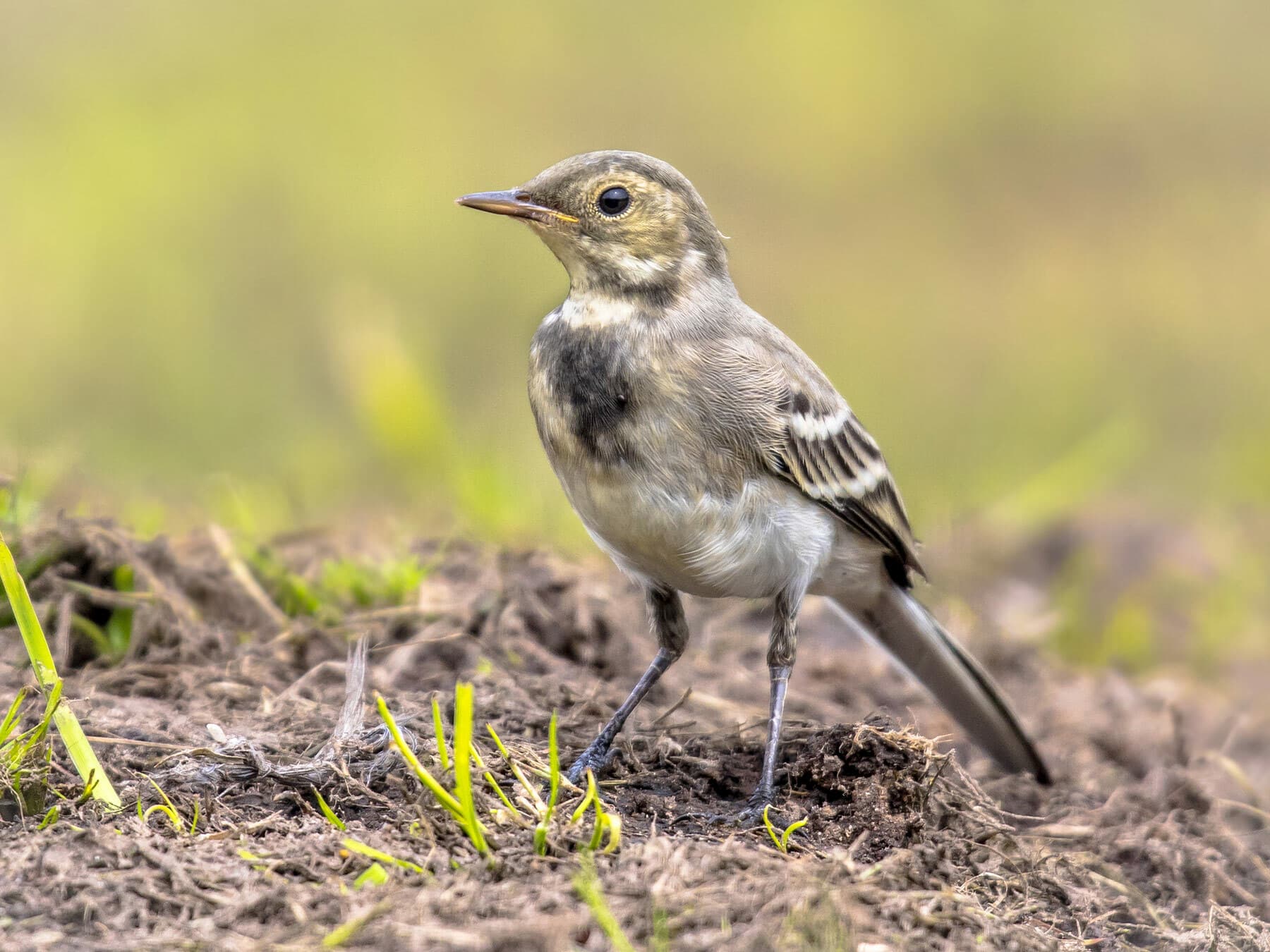 Juvenile Pied Wagtail