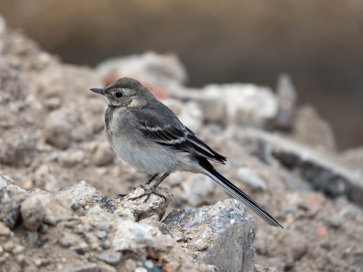 pied-wagtail-nesting-behaviour-eggs-location-birdfact