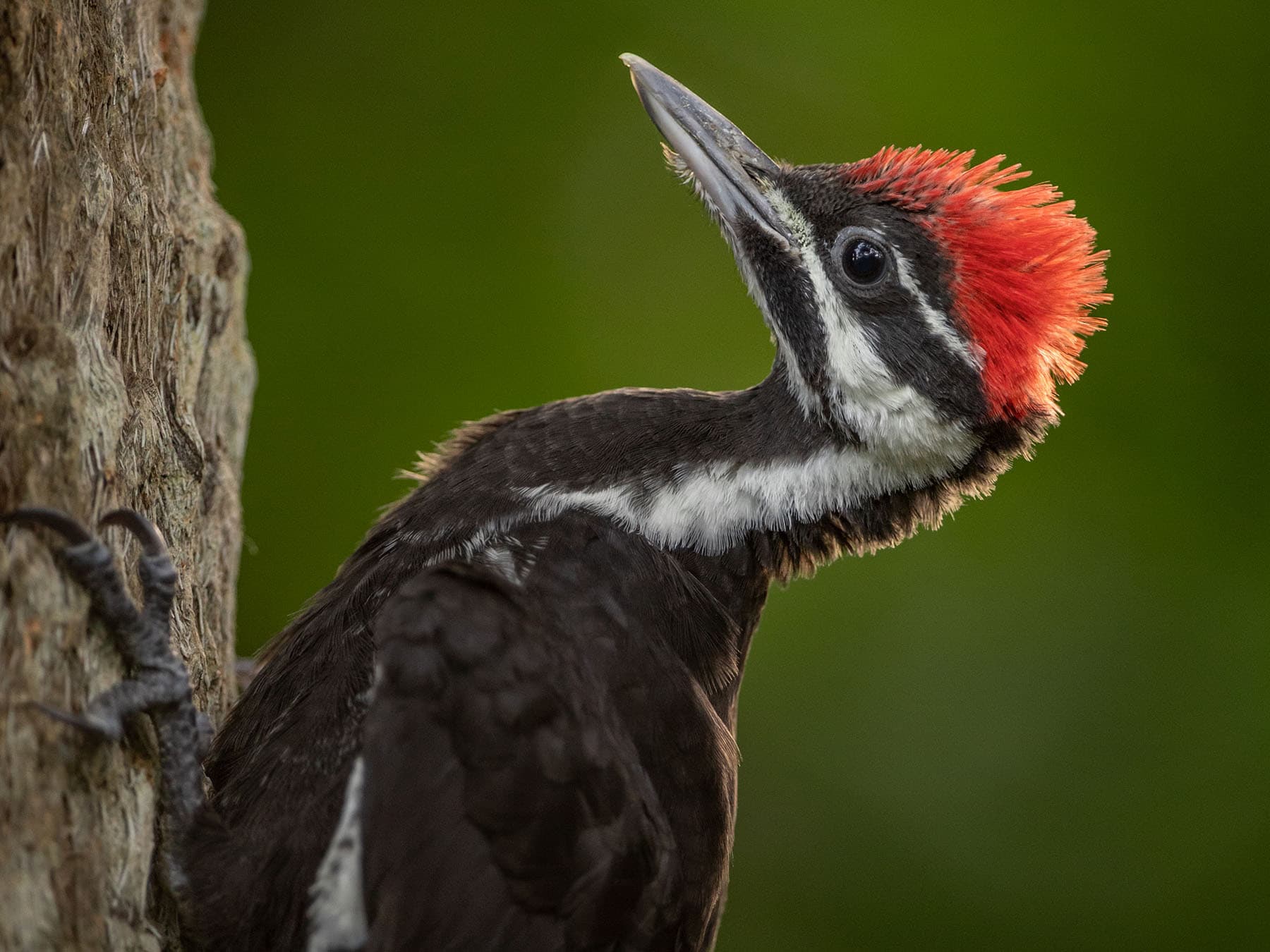 Juvenile pileated woodpecker close