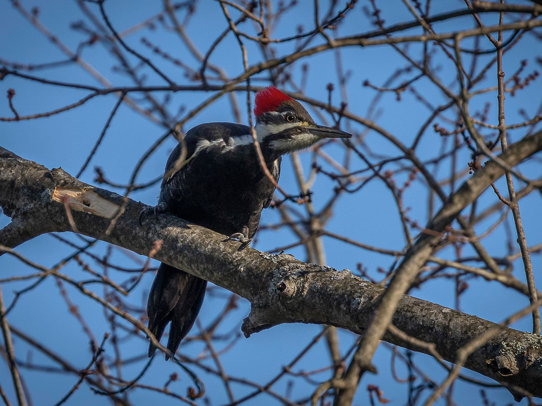 Juvenile pileated woodpecker perched