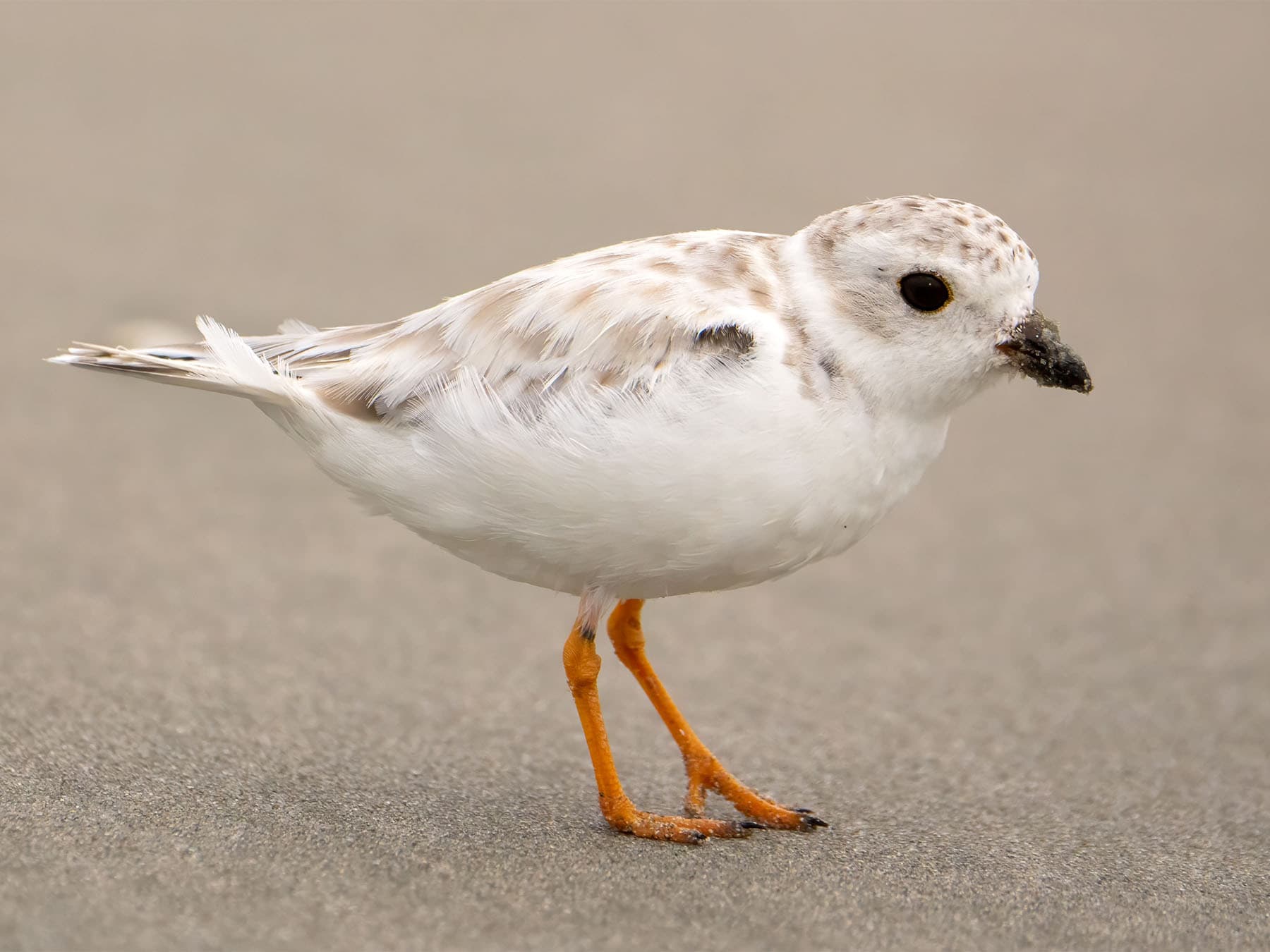 Juvenile Piping Plover