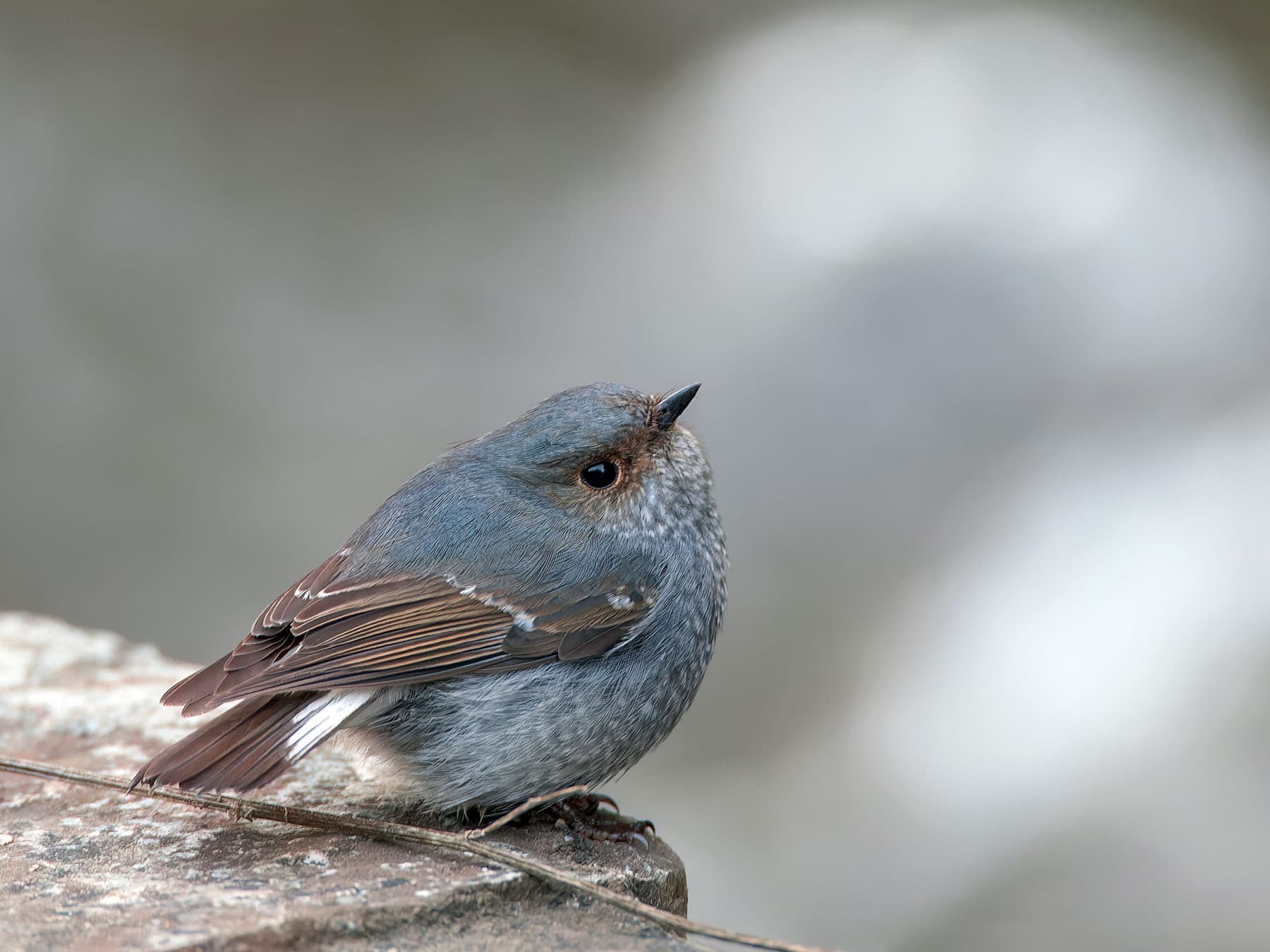Juvenile Plumbeous Water-redstart