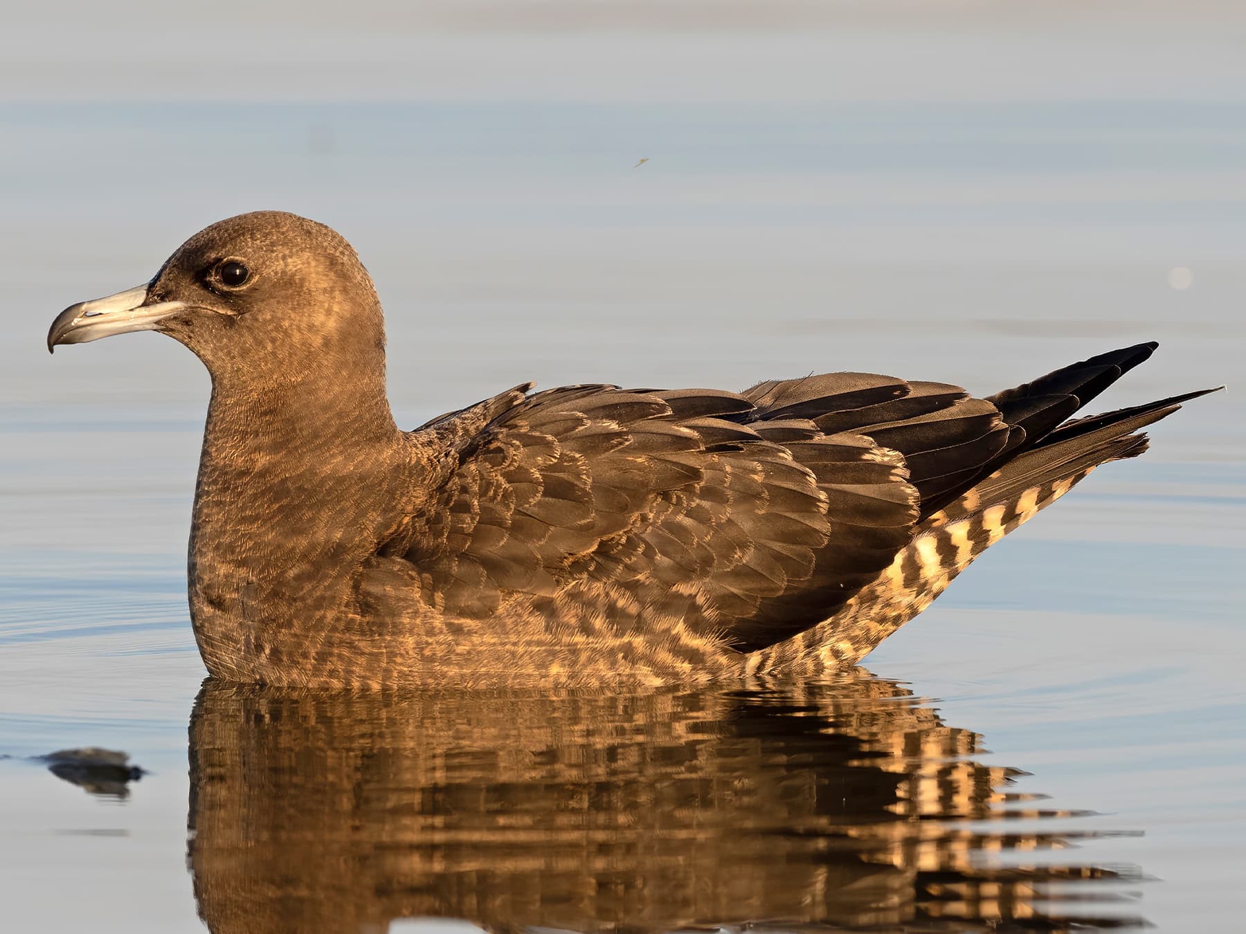 Juvenile Pomarine Jaeger