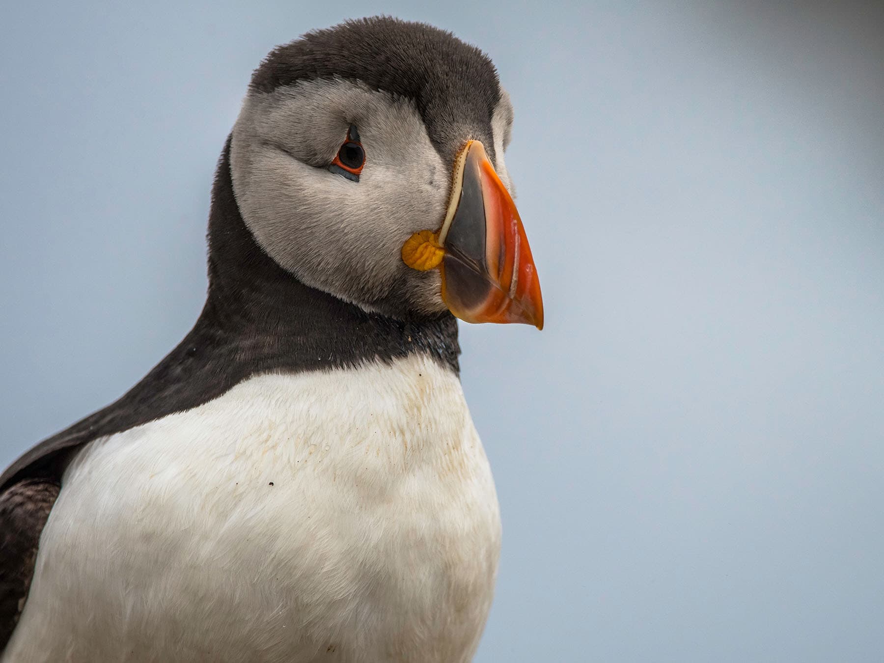 Juvenile puffin