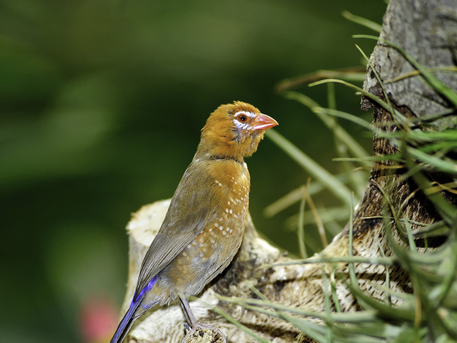 Juvenile Purple Grenadier (Immature)