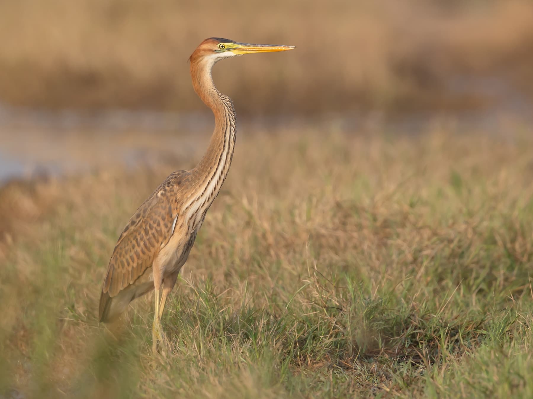 Juvenile Purple Heron
