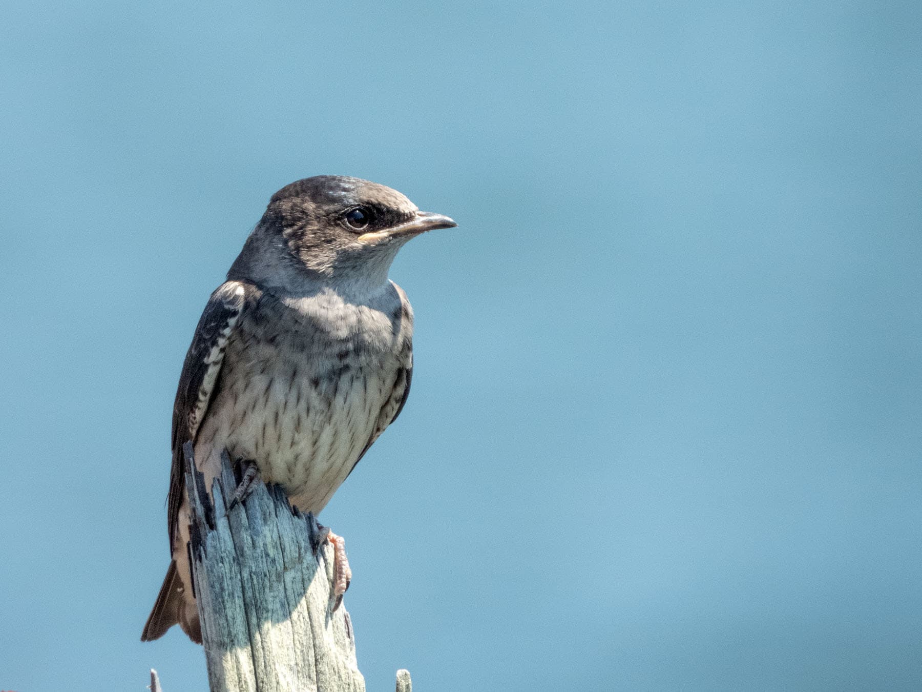 Juvenile Purple Martin