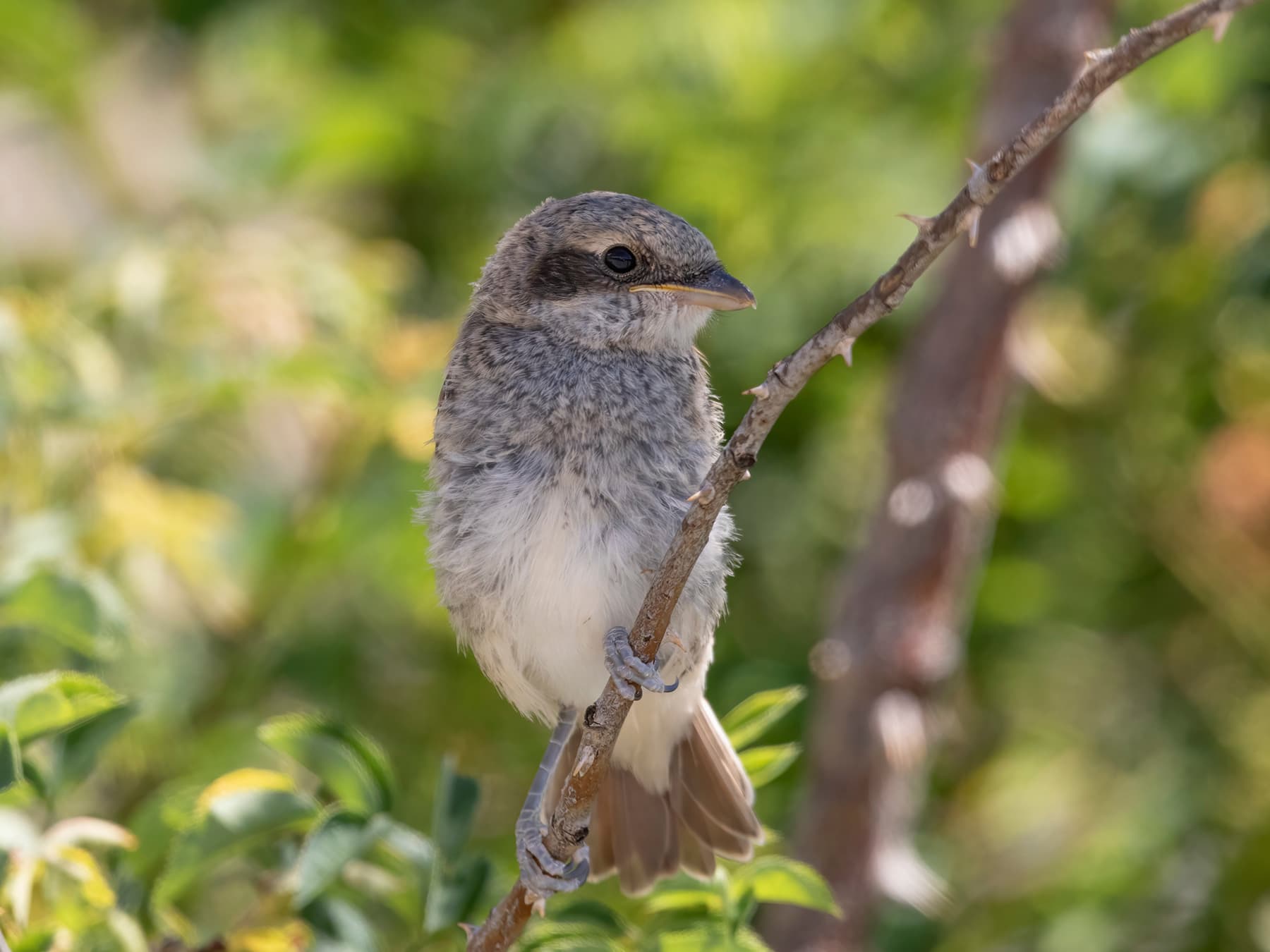 Juvenile Red-backed Shrike