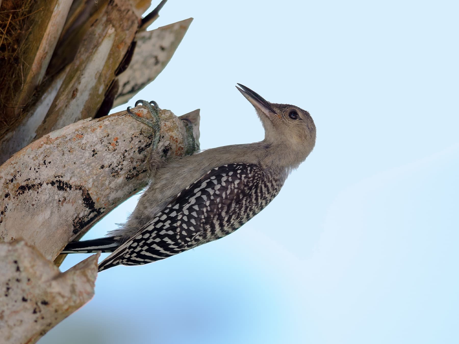 Juvenile Red-bellied Woodpecker