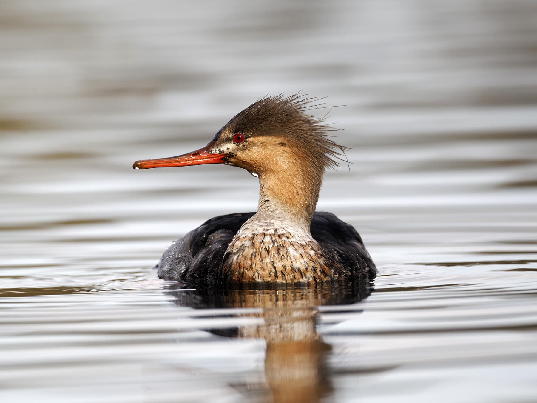Juvenile Red-Breasted Merganser