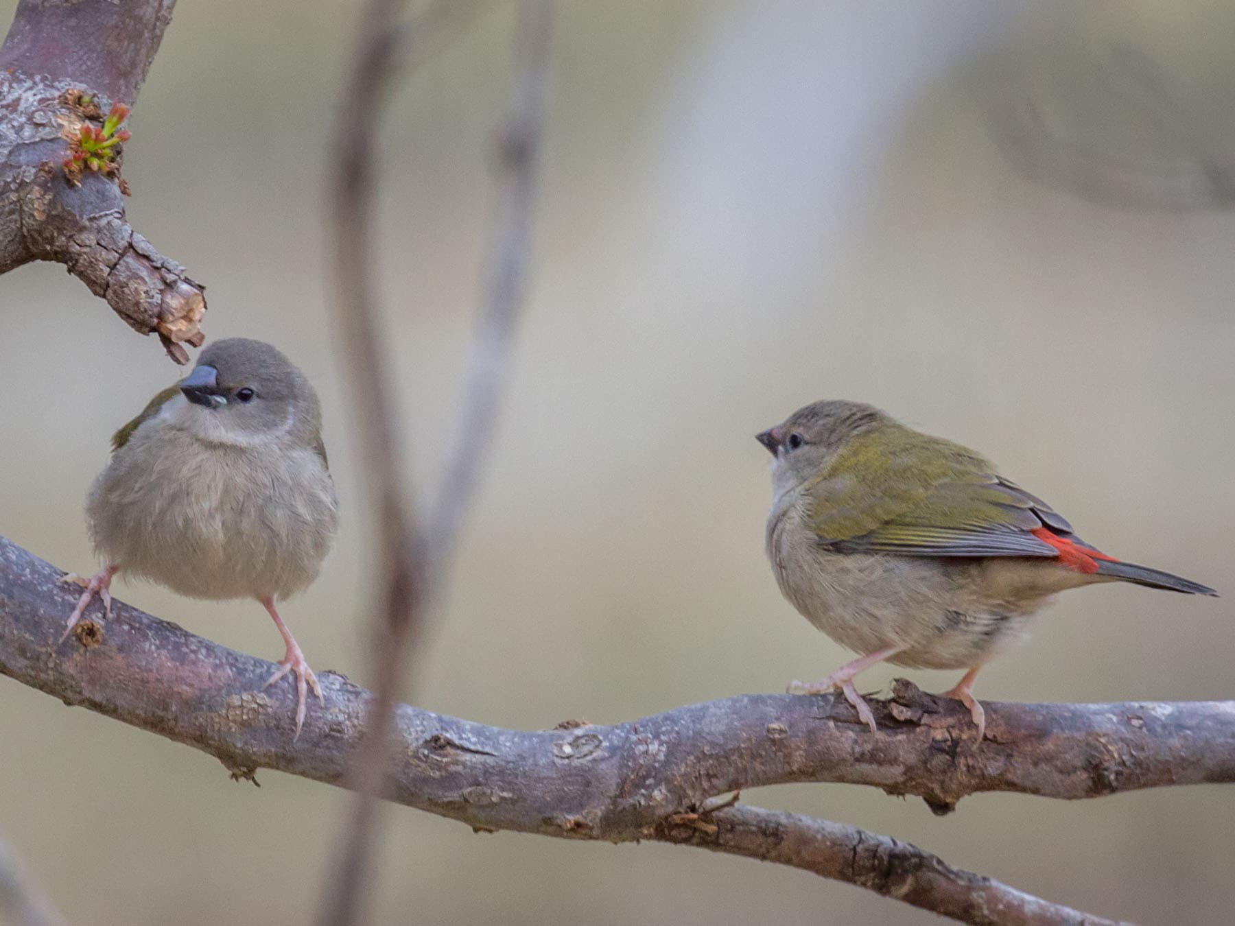 A pair of Juvenile Red-browed Finches