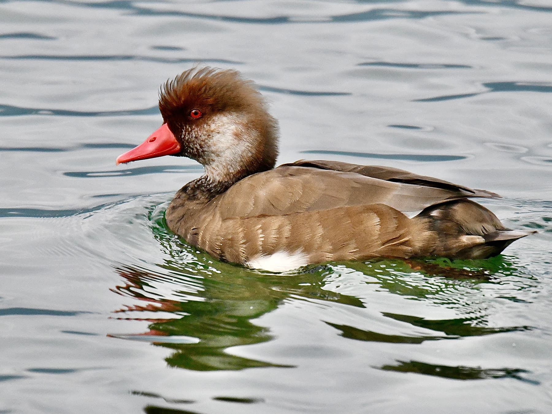 Juvenile Red-Crested Pochard