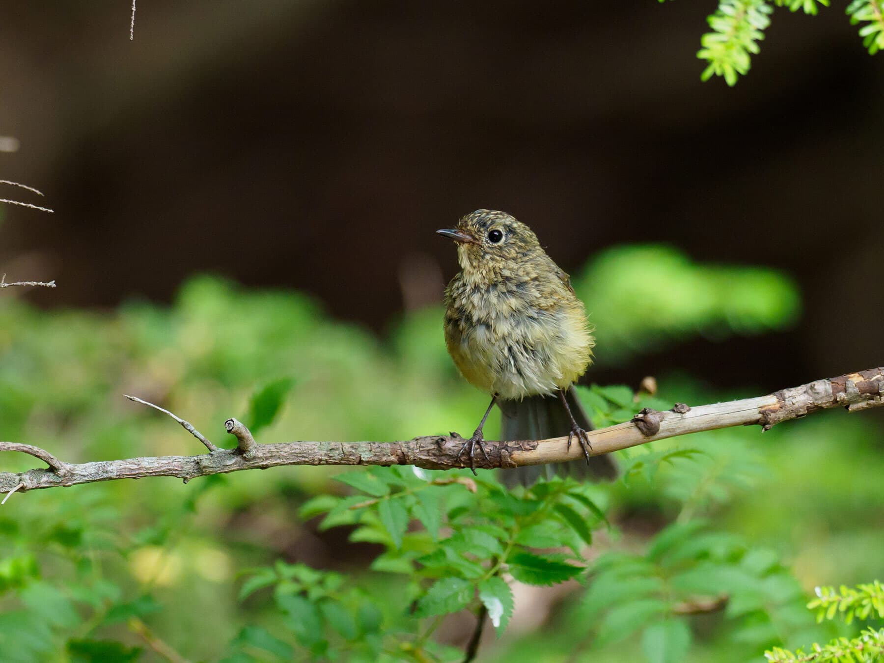 Juvenile Red-flanked Bluetail