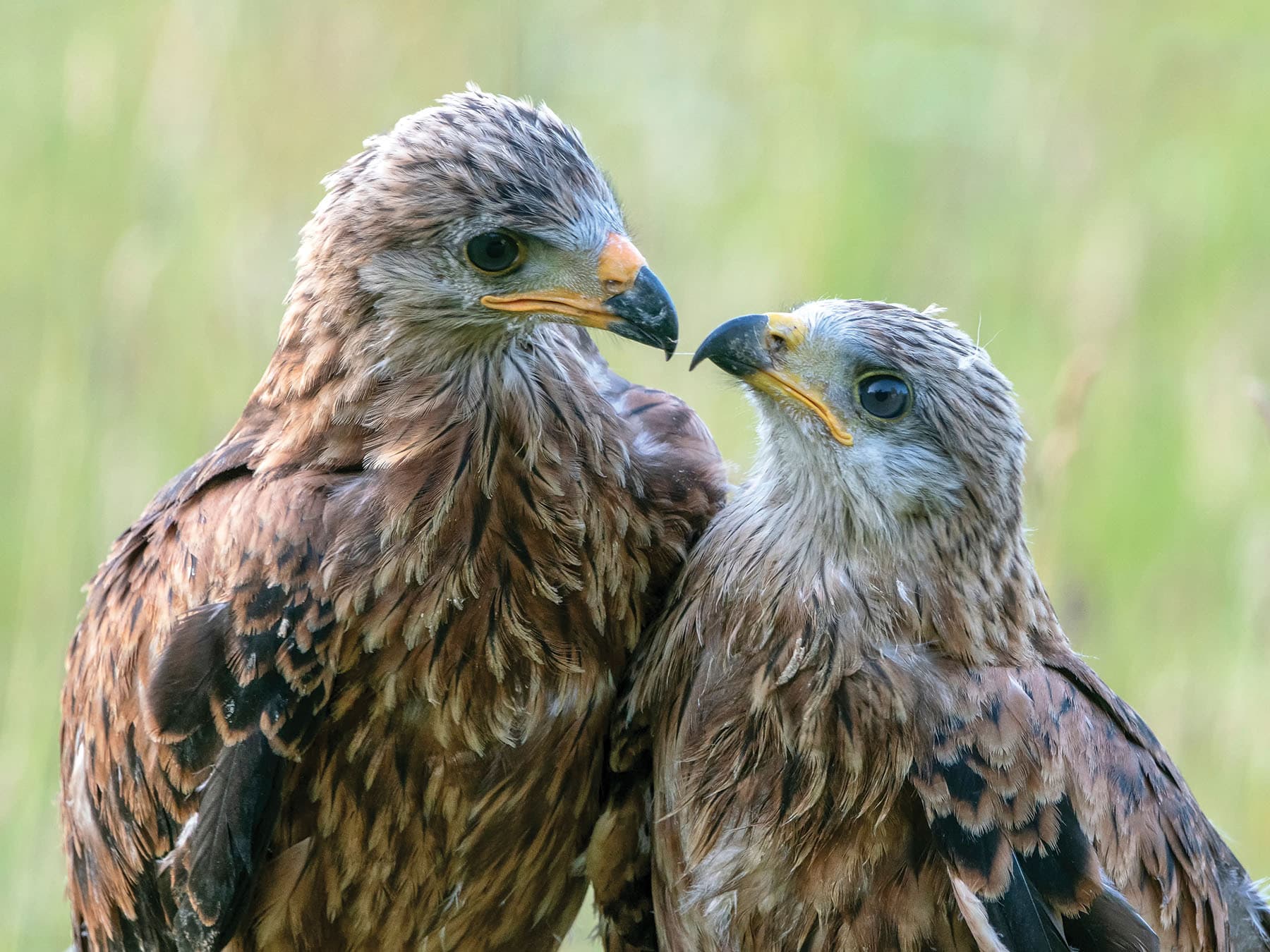 A pair of juvenile Red Kites