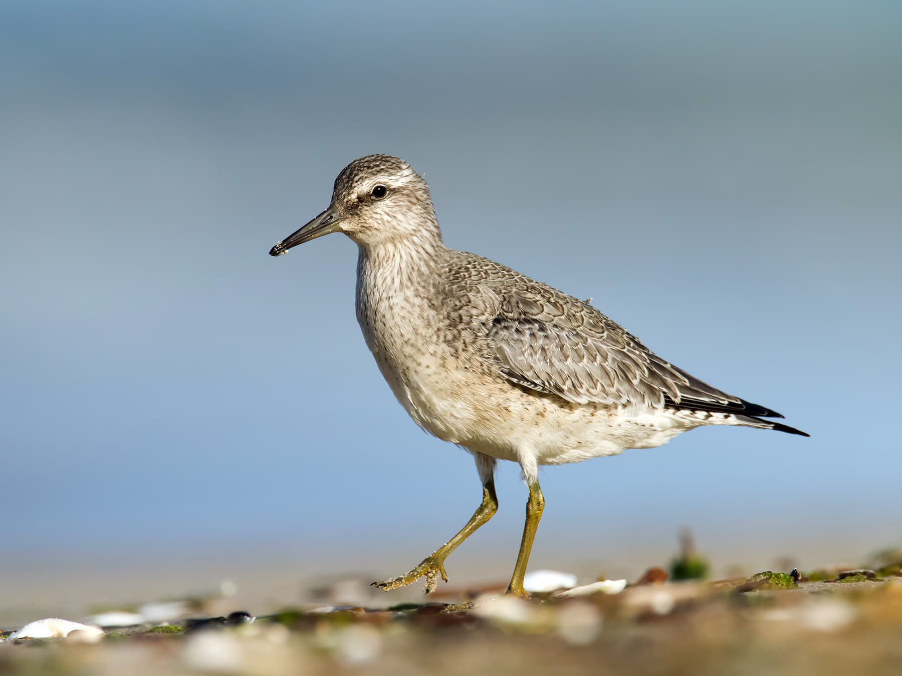 Juvenile Red Knot