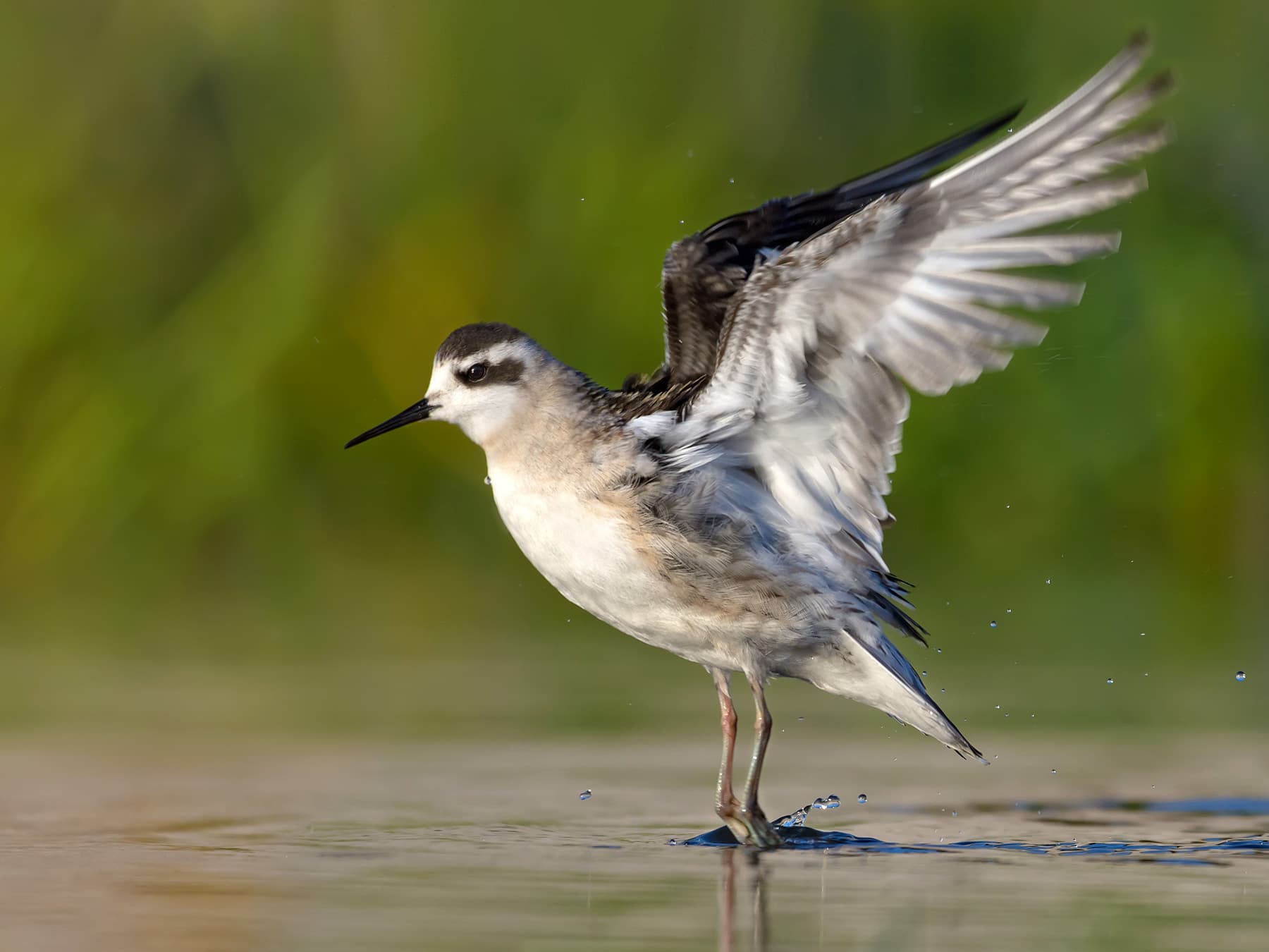 Juvenile Red-Necked Phalarope