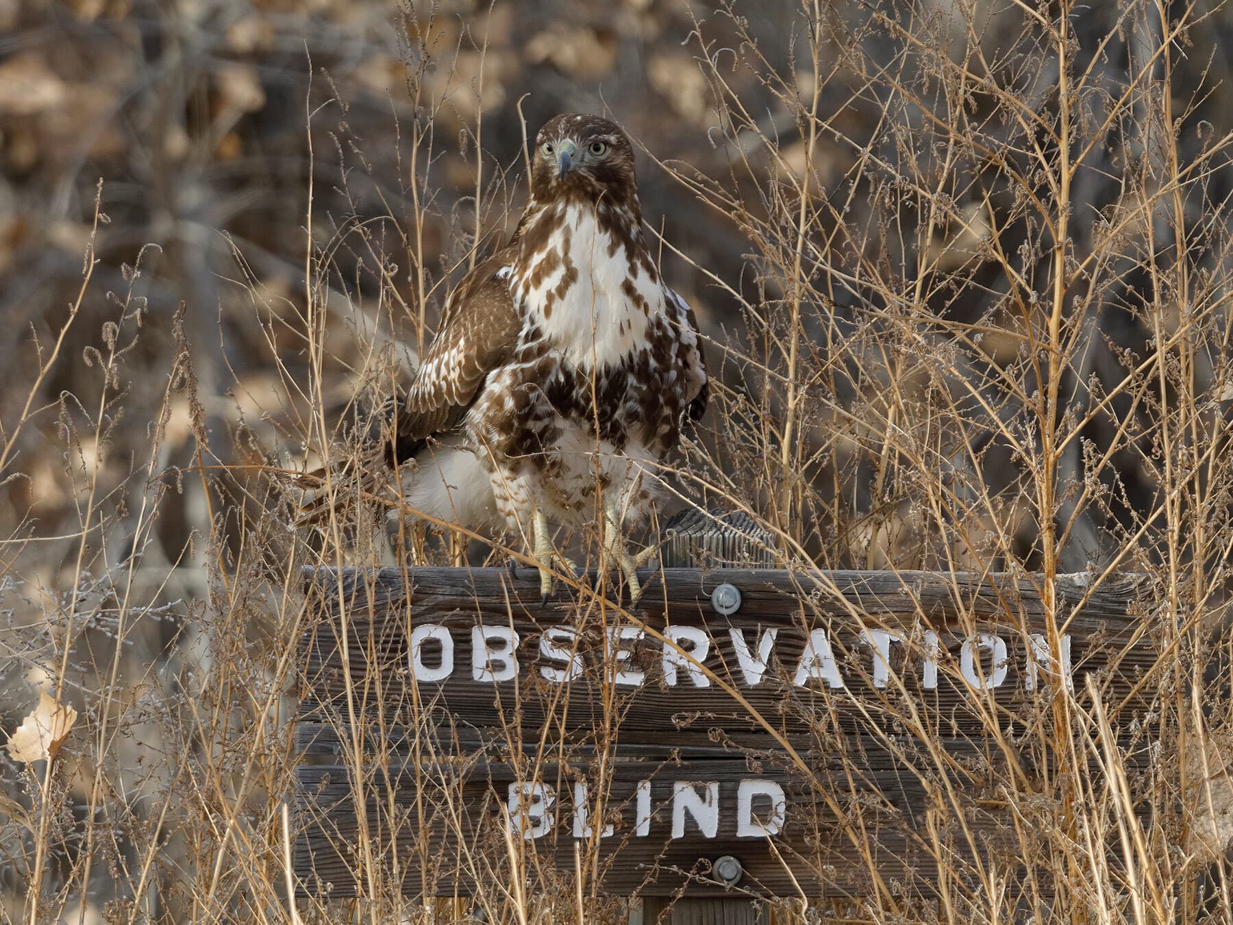Juvenile red tailed hawk 1