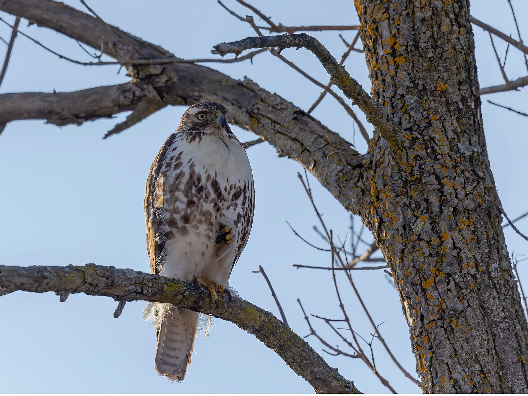 Juvenile red tailed hawk in tree