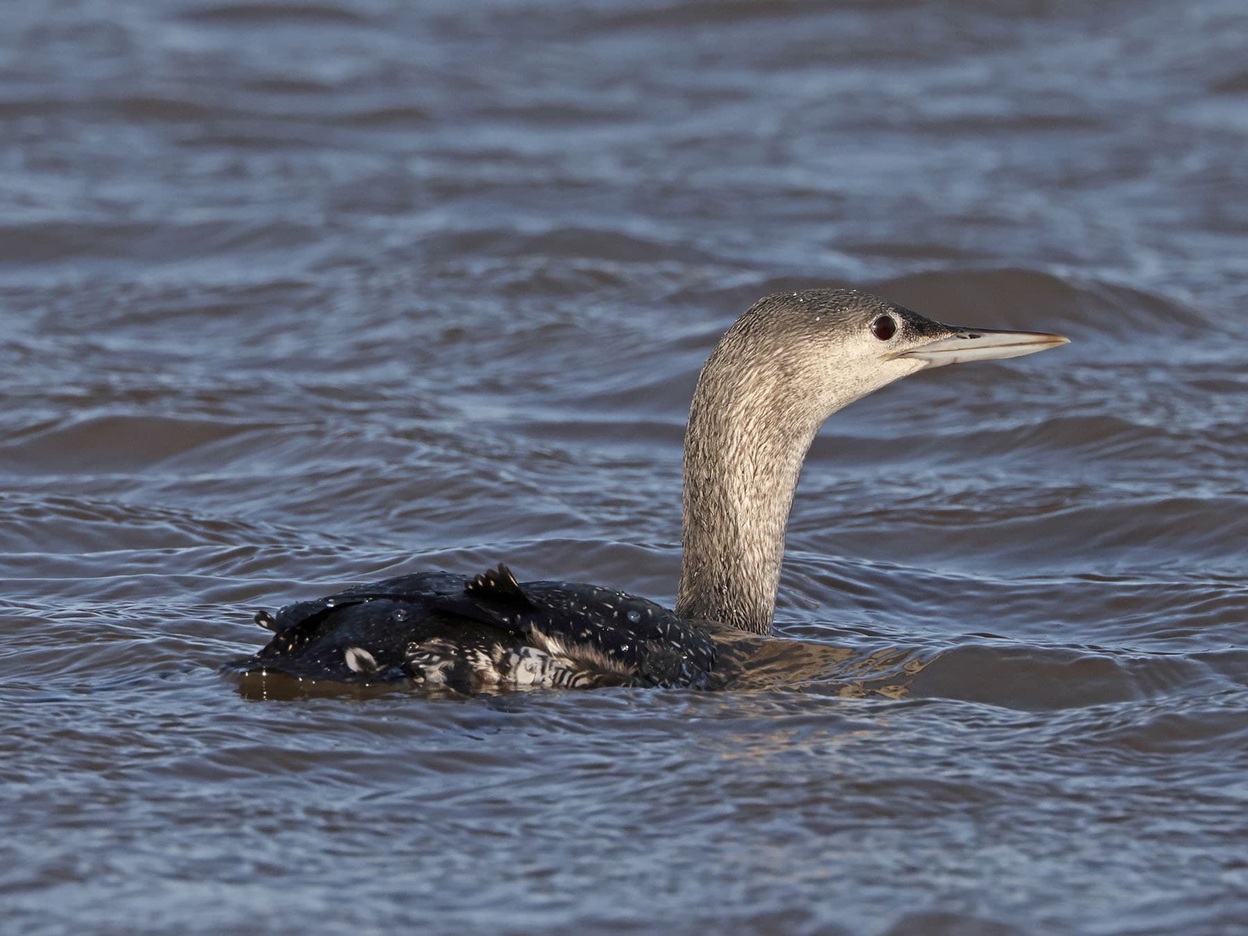 Juvenile / Immature Red-throated Loon