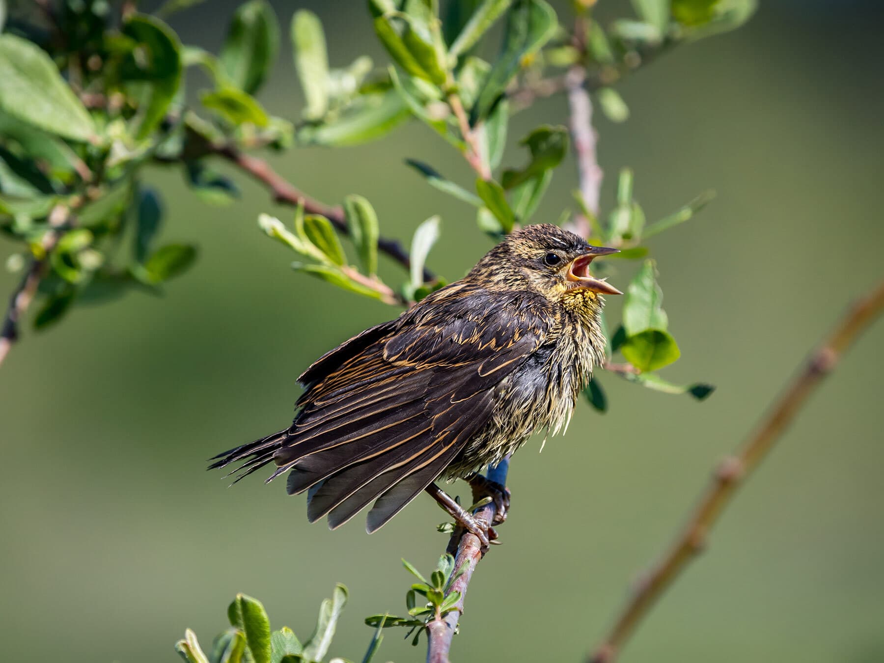 Juvenile red winged blackbird begging