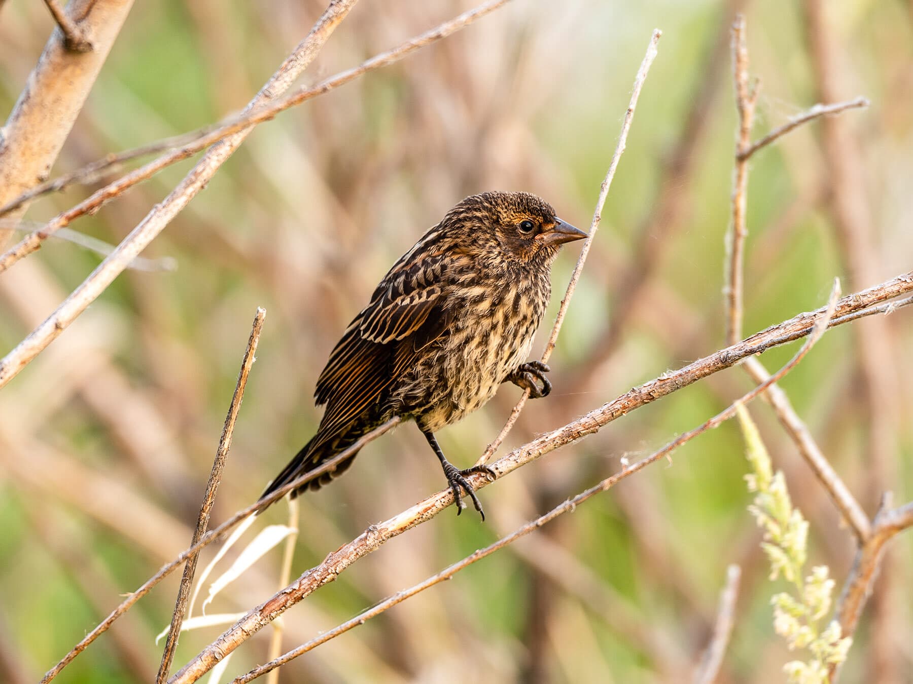 Juvenile red winged blackbird