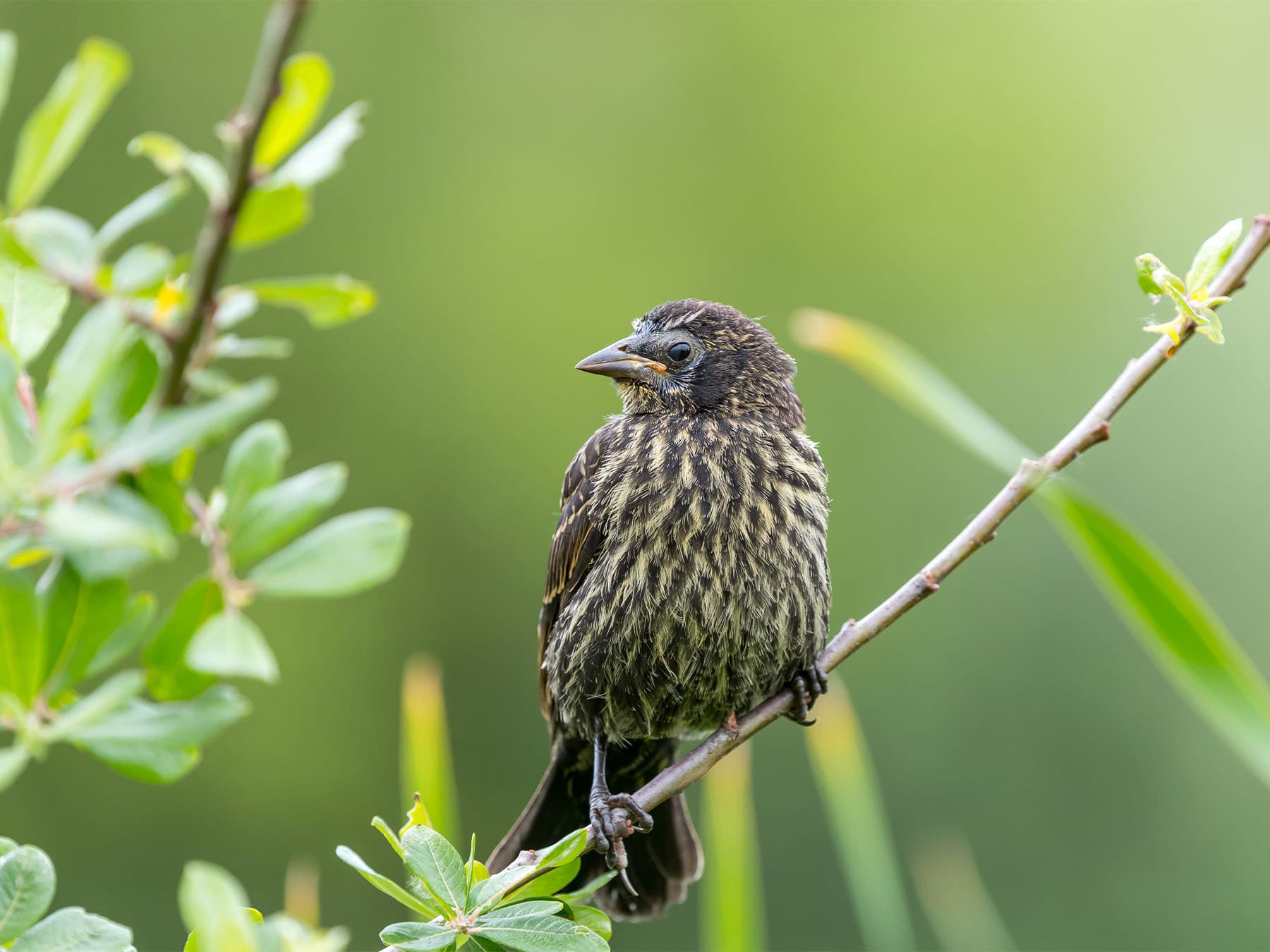 Juvenile Red-winged Blackbird