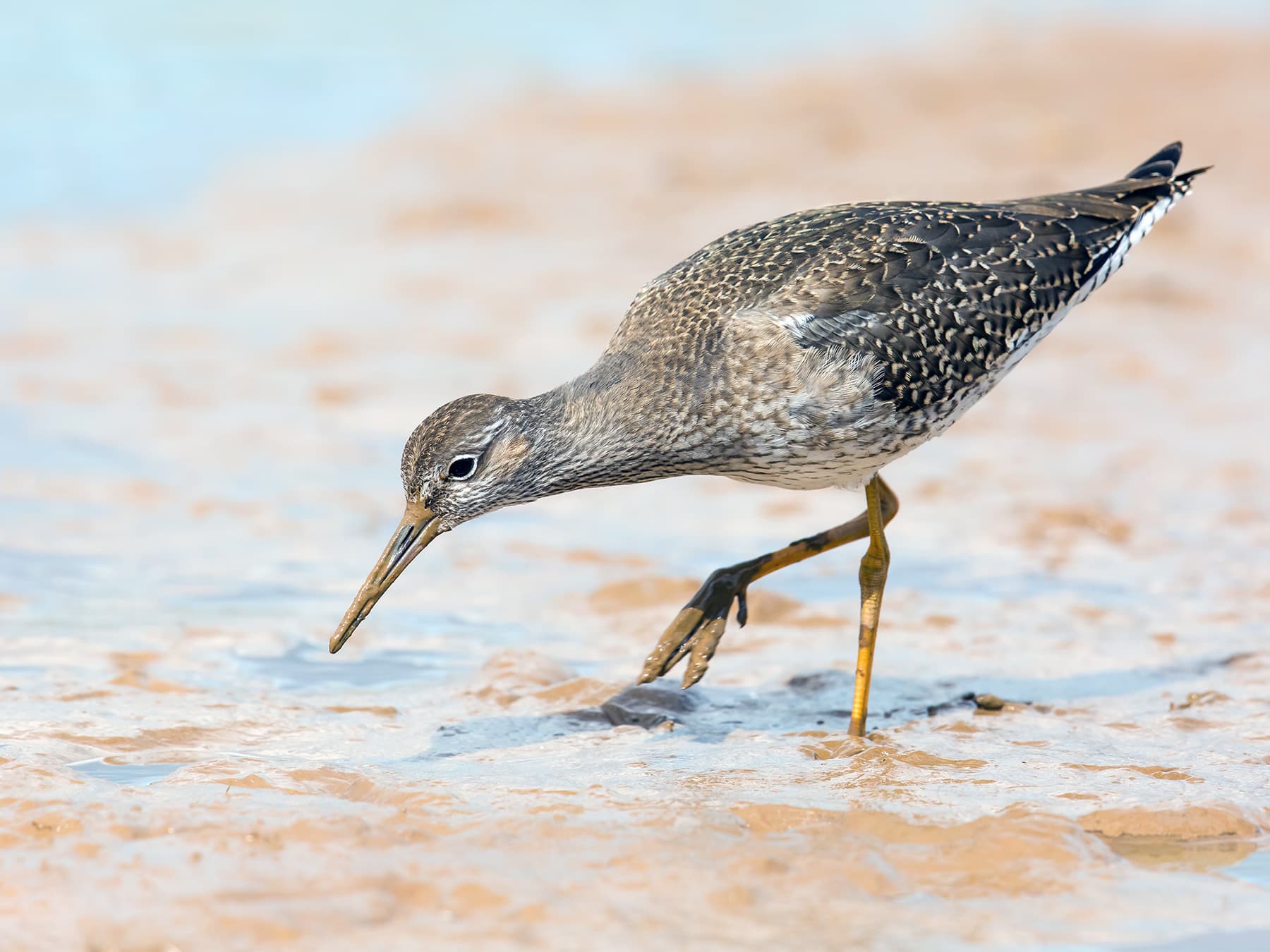 Juvenile Redshank foraging in mudflats
