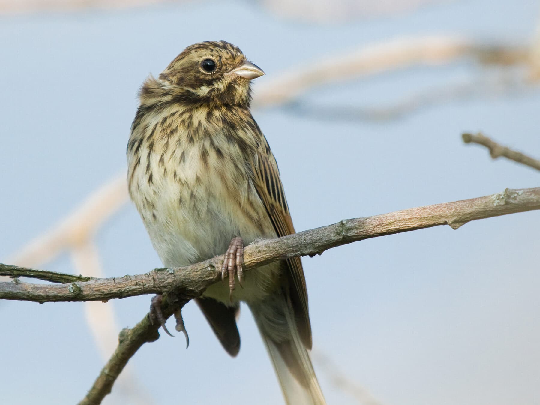 Close up of a juvenile Reed Bunting