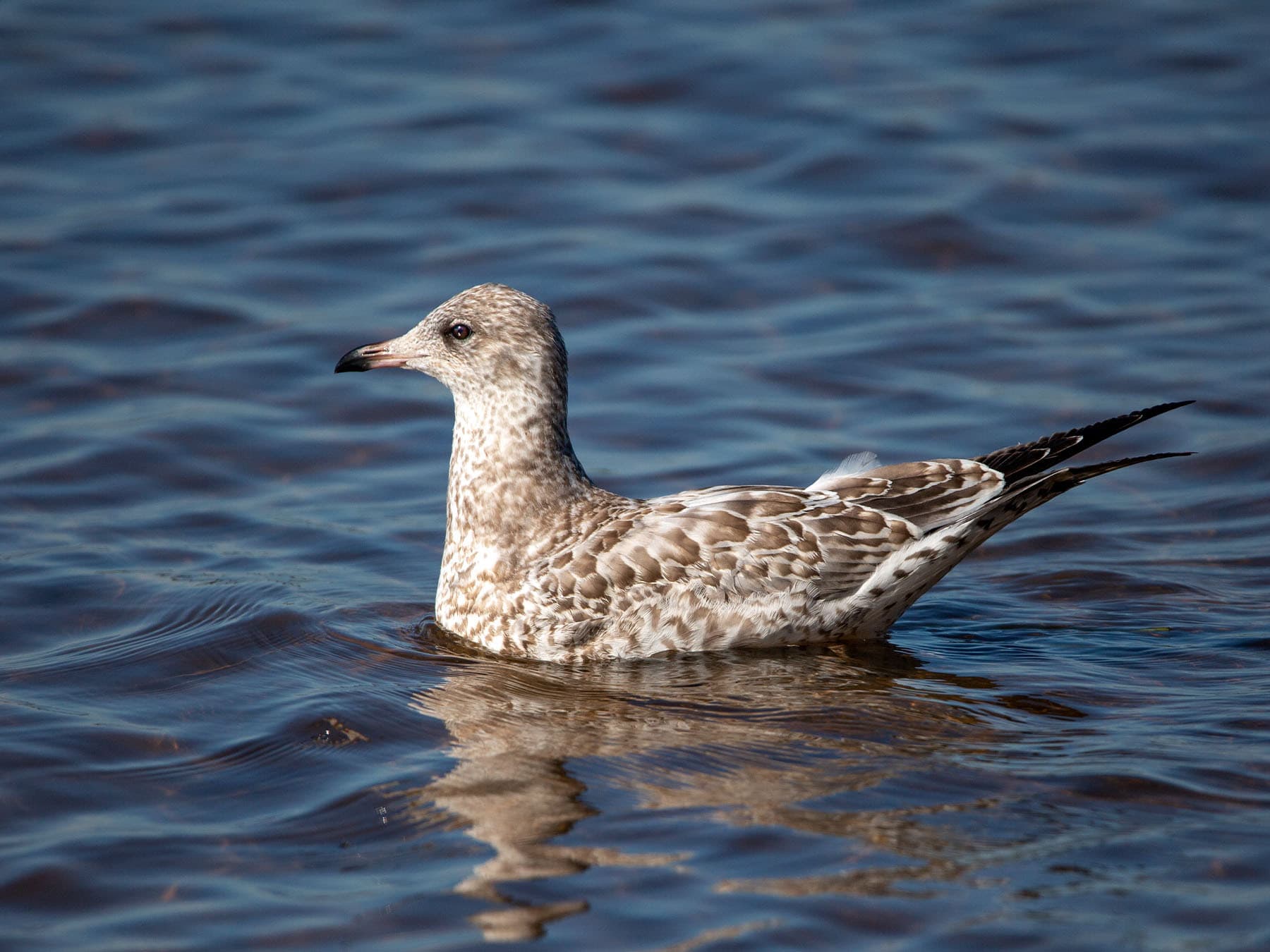 Juvenile Ring-billed Gull swimming in the sea