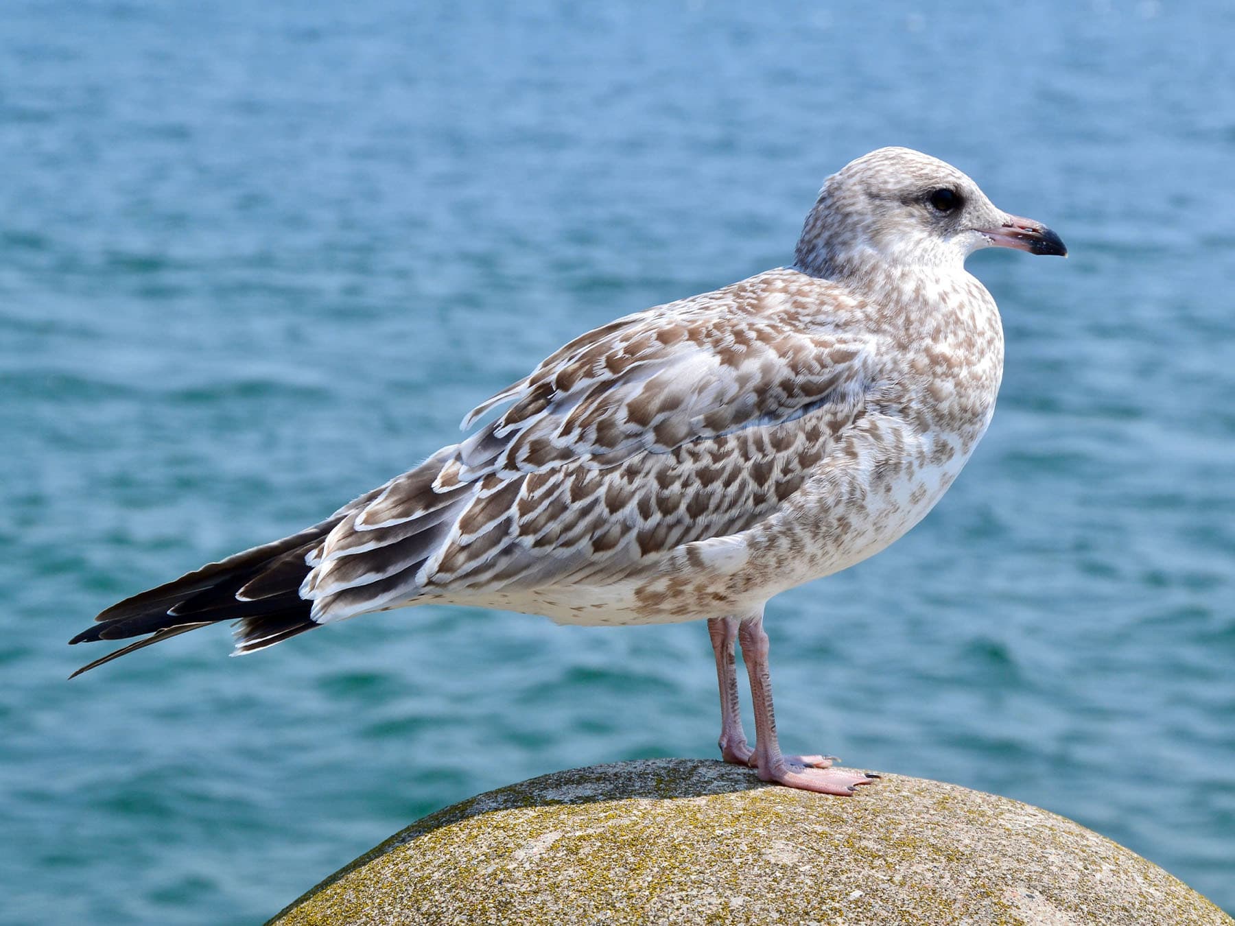Juvenile Ring-billed Gull