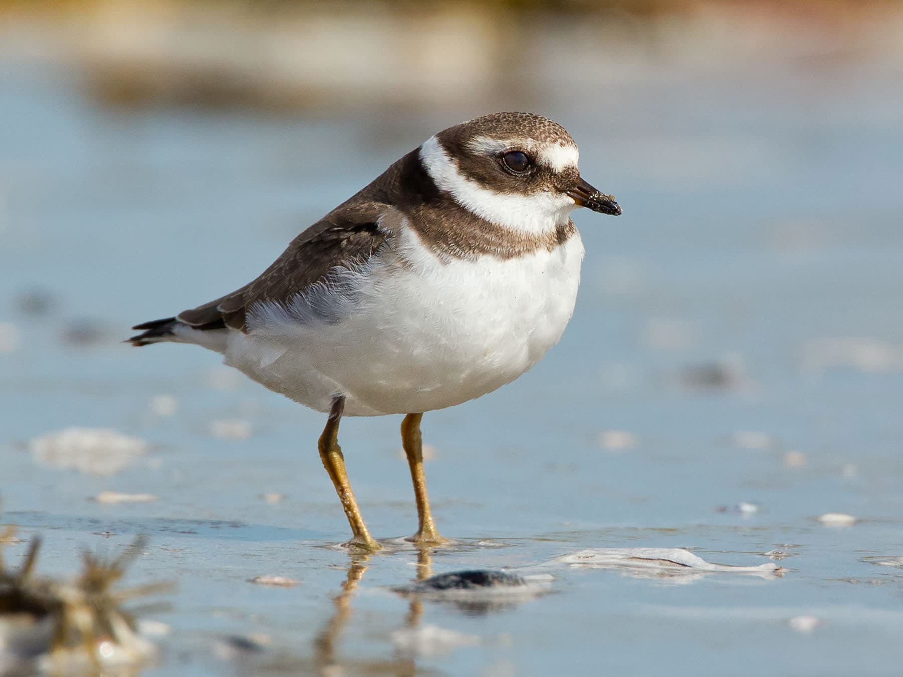 Juvenile Ringed Plover wading on the shoreline