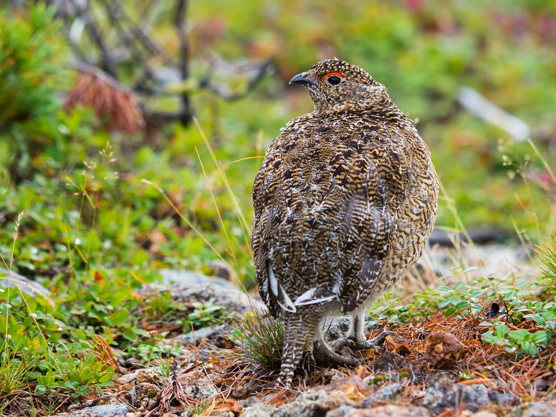 Juvenile Rock Ptarmigan