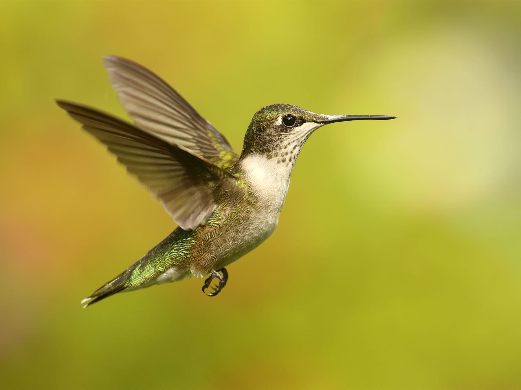 Juvenile Ruby-throated Hummingbird