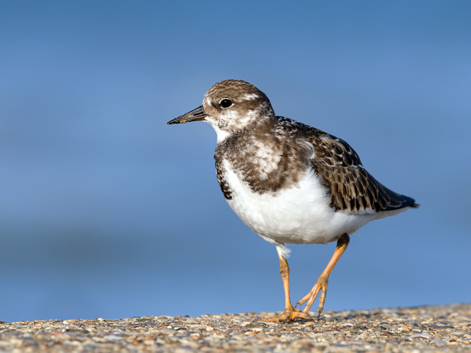 Juvenile Ruddy Turnstone