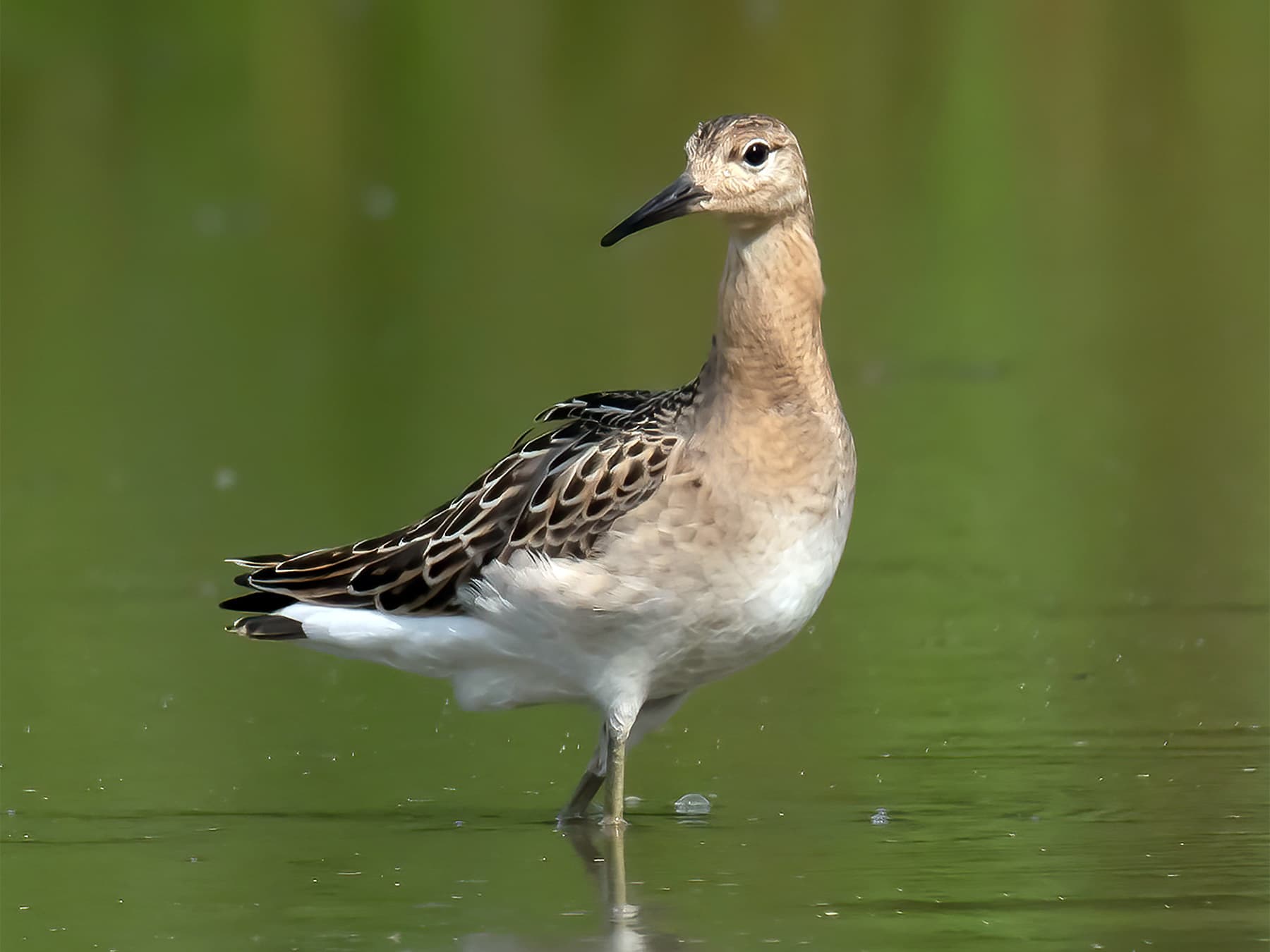 Juvenile Ruff